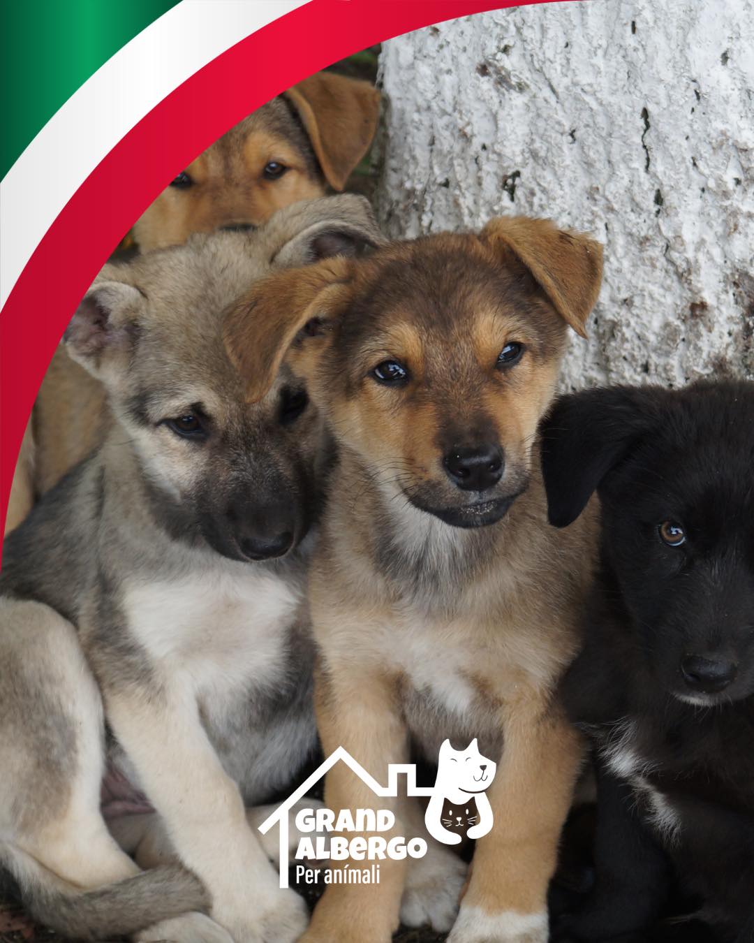 Perrito mostrando cariño a su humana