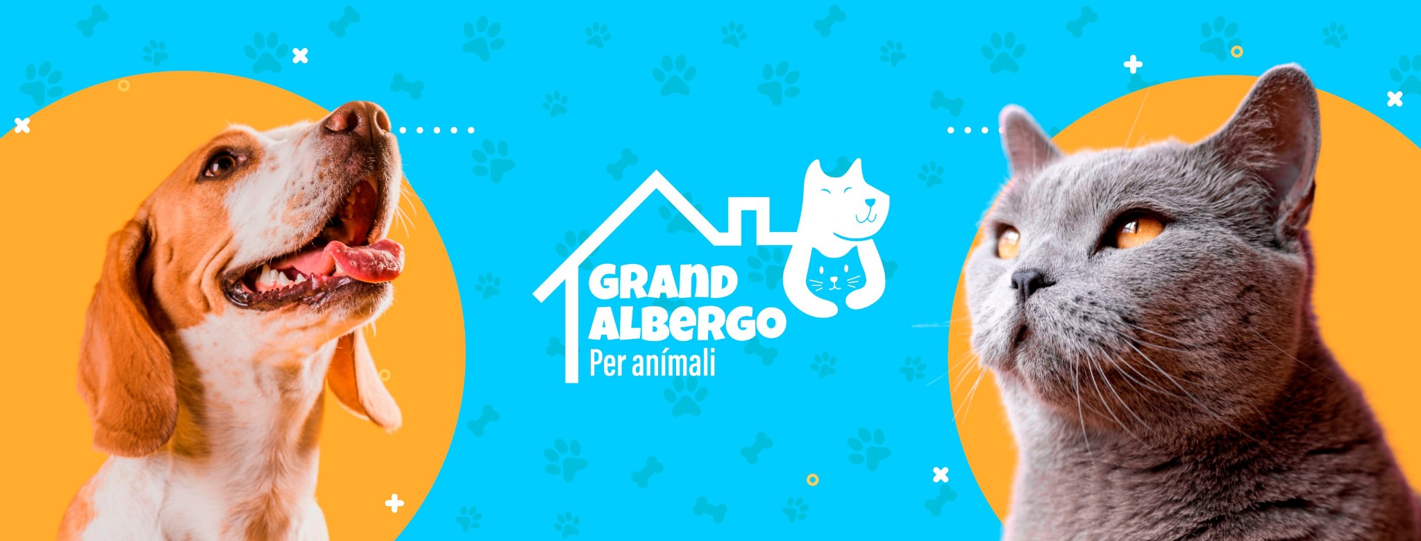Perros y gatos felices en Grand Albergo